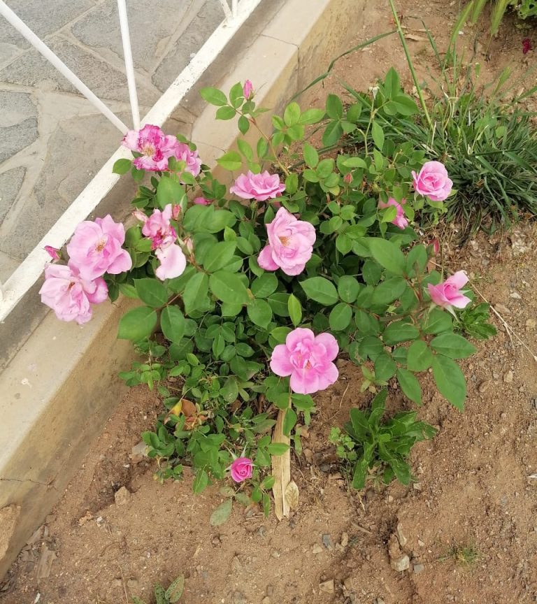 whatsapp image 2025 10 20 at 08.45.41 a6aac622